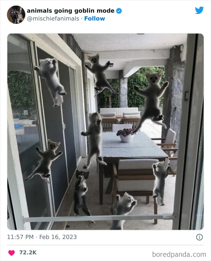 50 Times Animals Acted So Hilariously Devious, They Ended Up Being Shared On The "Animals Going Goblin Mode" Twitter Account (New Pics)
