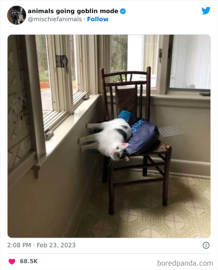 50 Times Animals Acted So Hilariously Devious, They Ended Up Being Shared On The "Animals Going Goblin Mode" Twitter Account (New Pics)