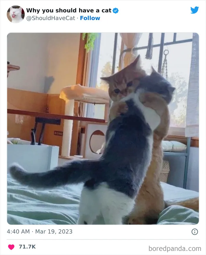 Esta cuenta de Twitter publicó 50 imágenes graciosas y adorables que nos muestran por qué deberíamos adoptar un gato