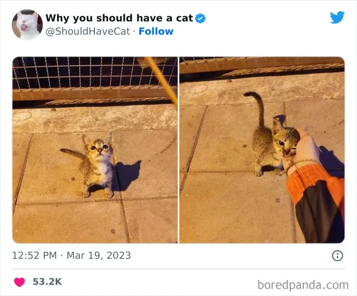 This Twitter Account Shares "Reasons" Why You Should Have A Cat, And Here Are 50 Of The Top Ones