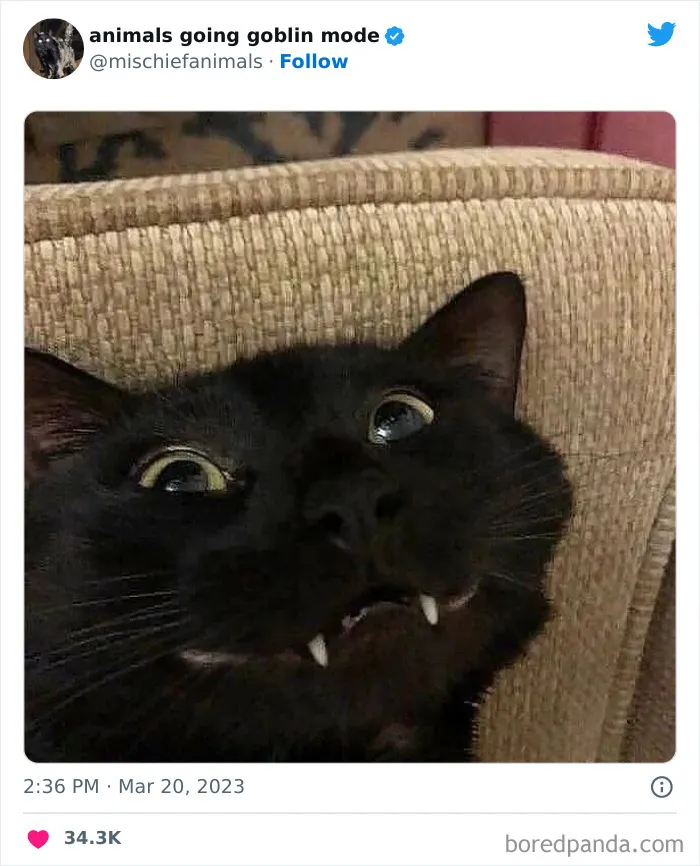 50 Times Animals Acted So Hilariously Devious, They Ended Up Being Shared On The "Animals Going Goblin Mode" Twitter Account (New Pics)