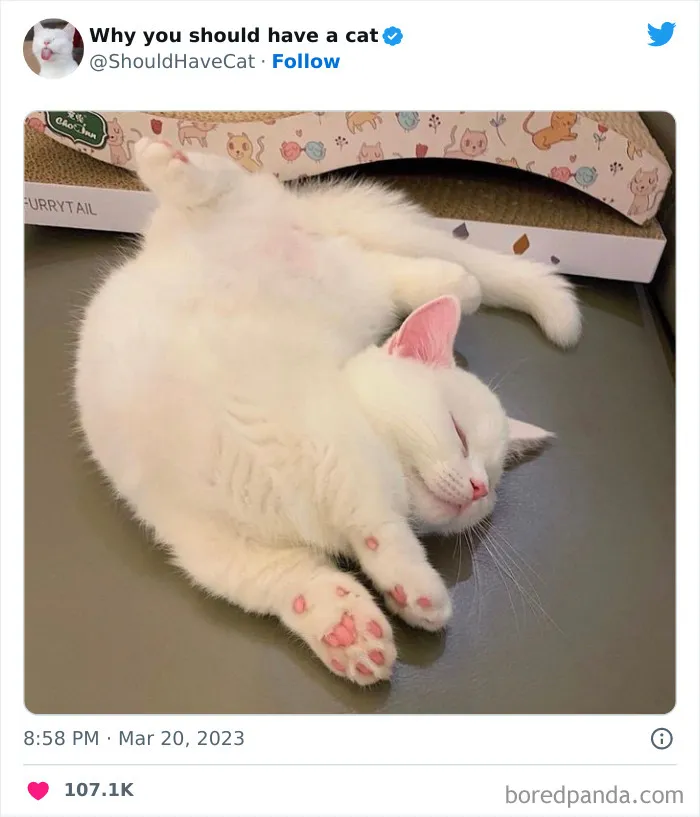 Esta cuenta de Twitter publicó 50 imágenes graciosas y adorables que nos muestran por qué deberíamos adoptar un gato