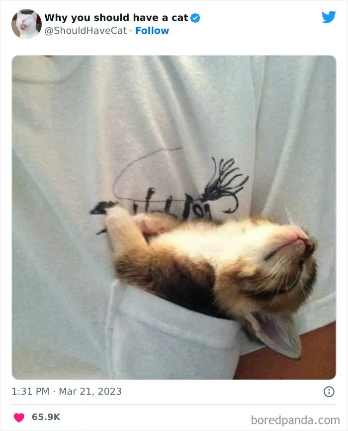Esta cuenta de Twitter publicó 50 imágenes graciosas y adorables que nos muestran por qué deberíamos adoptar un gato