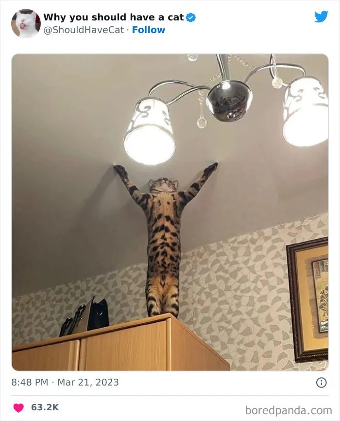 This Twitter Account Shares "Reasons" Why You Should Have A Cat, And Here Are 50 Of The Top Ones
