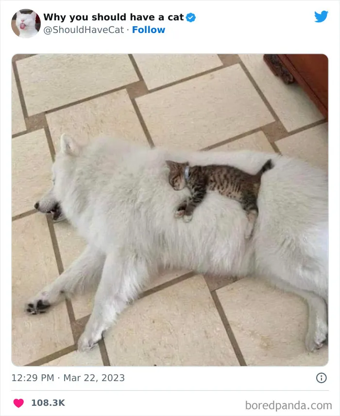 This Twitter Account Shares "Reasons" Why You Should Have A Cat, And Here Are 50 Of The Top Ones