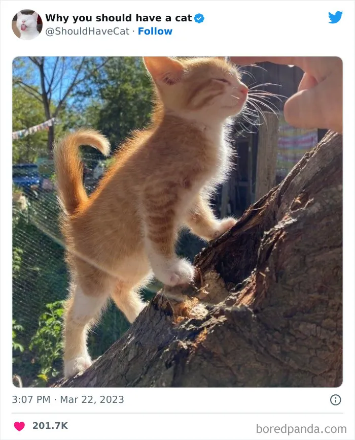 Esta cuenta de Twitter publicó 50 imágenes graciosas y adorables que nos muestran por qué deberíamos adoptar un gato