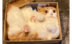 This Twitter Account Shares "Reasons" Why You Should Have A Cat, And Here Are 50 Of The Top Ones