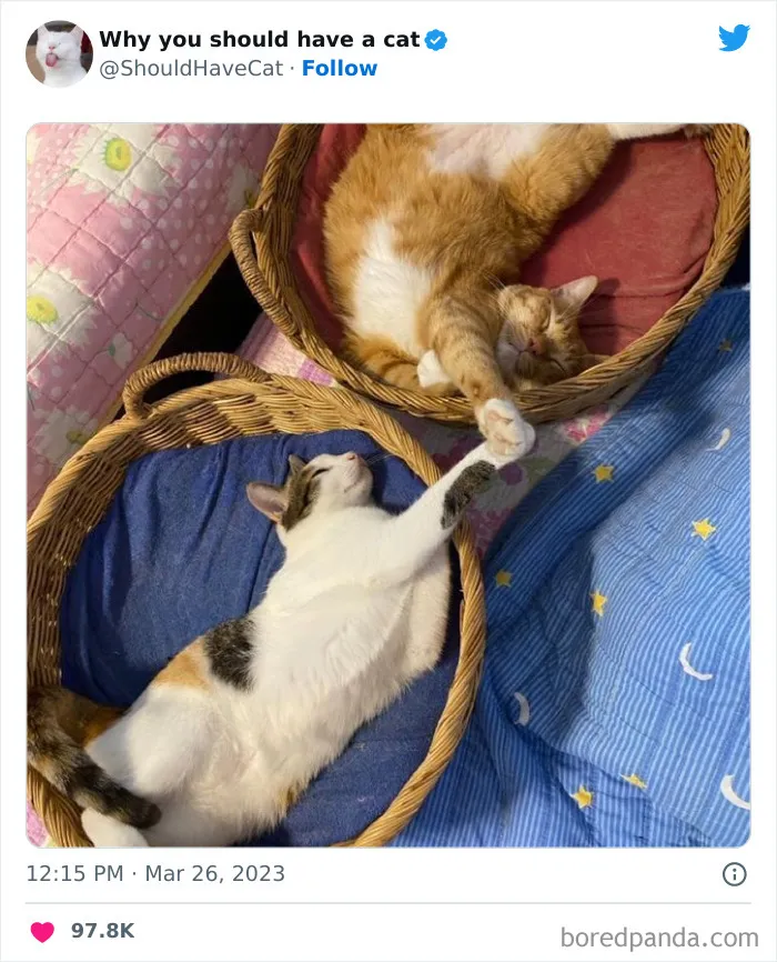 Esta cuenta de Twitter publicó 50 imágenes graciosas y adorables que nos muestran por qué deberíamos adoptar un gato