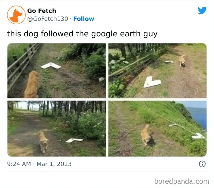 This Facebook Page Is All About Relatable Dog Memes, Here Are 50 Of The Best Pics