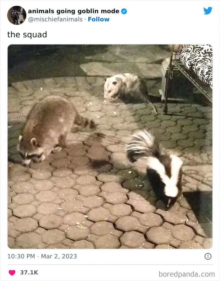 50 Times Animals Acted So Hilariously Devious, They Ended Up Being Shared On The "Animals Going Goblin Mode" Twitter Account (New Pics)