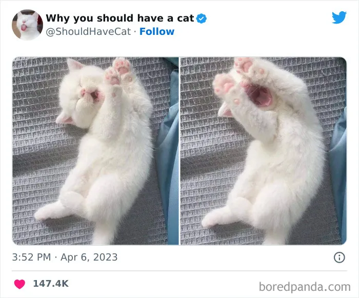 Esta cuenta de Twitter publicó 50 imágenes graciosas y adorables que nos muestran por qué deberíamos adoptar un gato