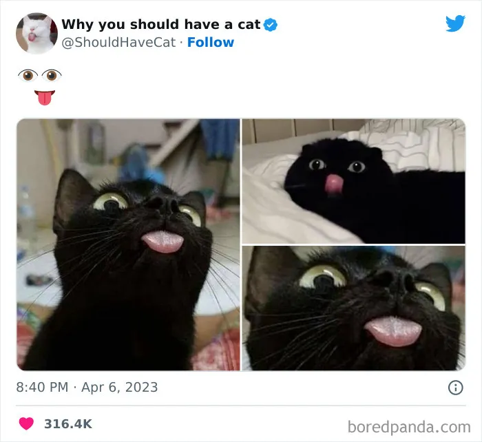 Esta cuenta de Twitter publicó 50 imágenes graciosas y adorables que nos muestran por qué deberíamos adoptar un gato
