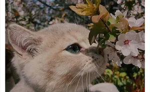 This Twitter Account Shares "Reasons" Why You Should Have A Cat, And Here Are 50 Of The Top Ones