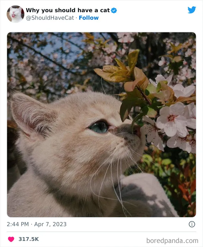 Reasons-Why-You-Should-Have-A-Cat