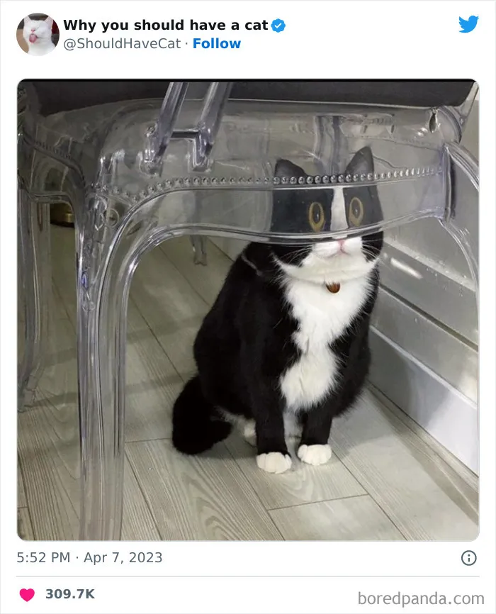 Esta cuenta de Twitter publicó 50 imágenes graciosas y adorables que nos muestran por qué deberíamos adoptar un gato