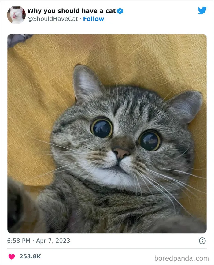 Esta cuenta de Twitter publicó 50 imágenes graciosas y adorables que nos muestran por qué deberíamos adoptar un gato