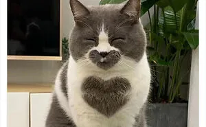 This Twitter Account Shares "Reasons" Why You Should Have A Cat, And Here Are 50 Of The Top Ones