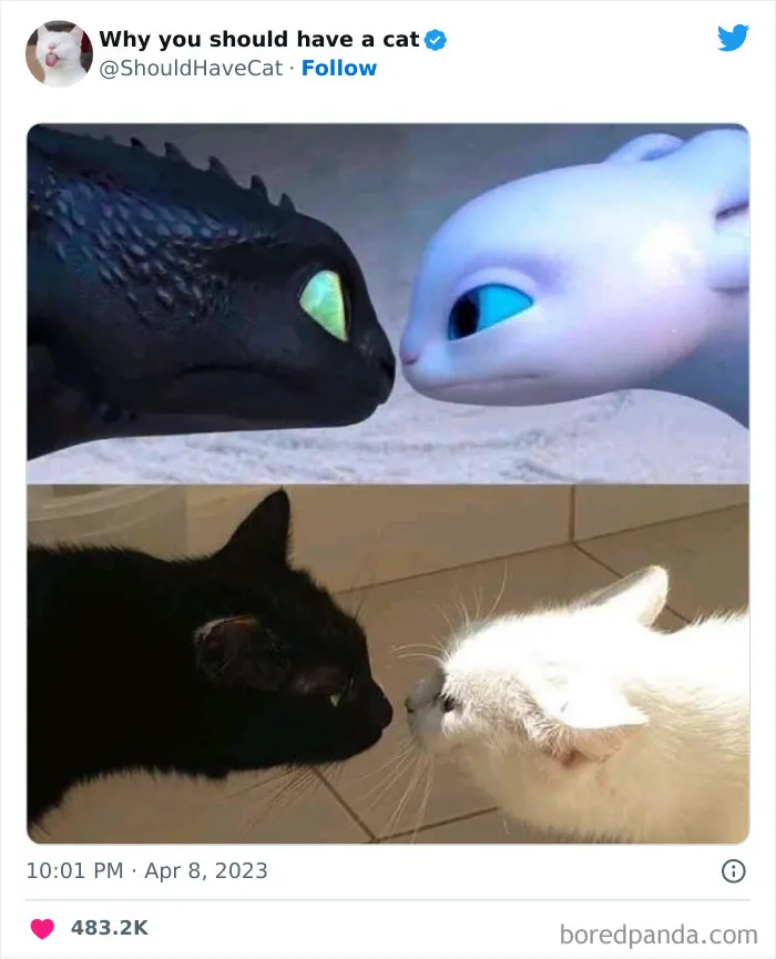 Esta cuenta de Twitter publicó 50 imágenes graciosas y adorables que nos muestran por qué deberíamos adoptar un gato