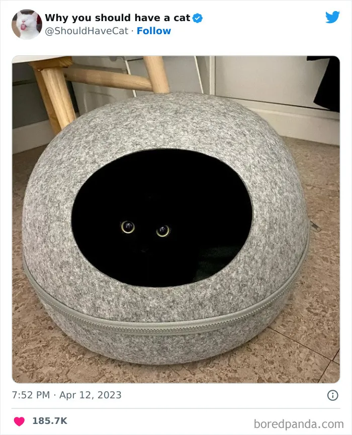 This Twitter Account Shares "Reasons" Why You Should Have A Cat, And Here Are 50 Of The Top Ones