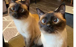 This Twitter Account Shares "Reasons" Why You Should Have A Cat, And Here Are 50 Of The Top Ones