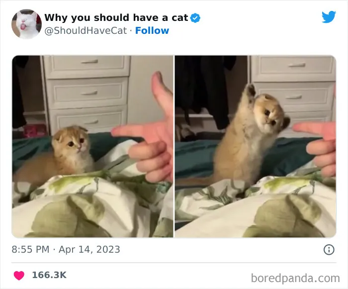 Esta cuenta de Twitter publicó 50 imágenes graciosas y adorables que nos muestran por qué deberíamos adoptar un gato