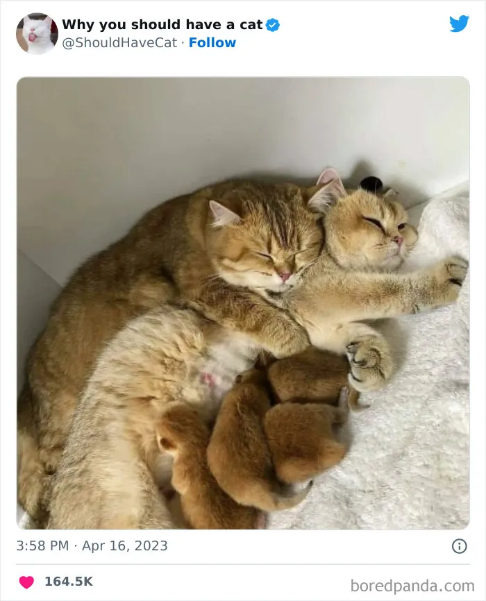 This Twitter Account Shares "Reasons" Why You Should Have A Cat, And Here Are 50 Of The Top Ones