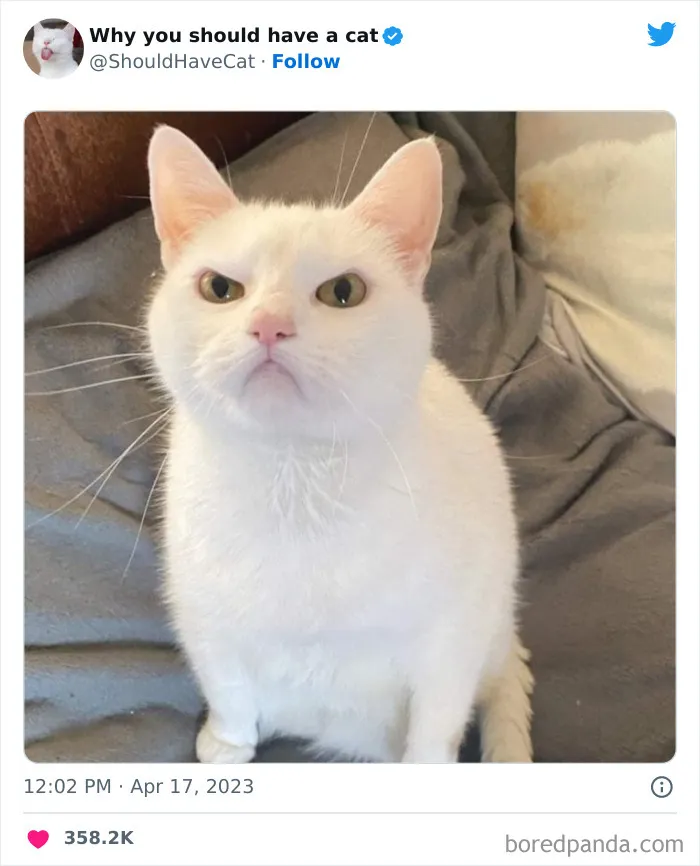 Esta cuenta de Twitter publicó 50 imágenes graciosas y adorables que nos muestran por qué deberíamos adoptar un gato