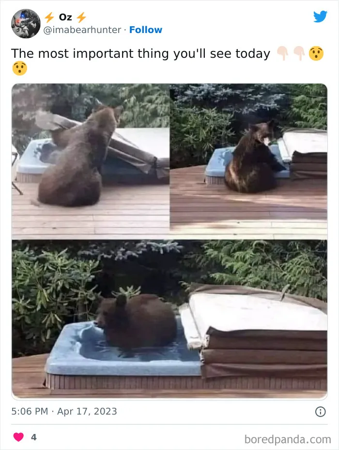 Funny-Animal-Memes-Jokes