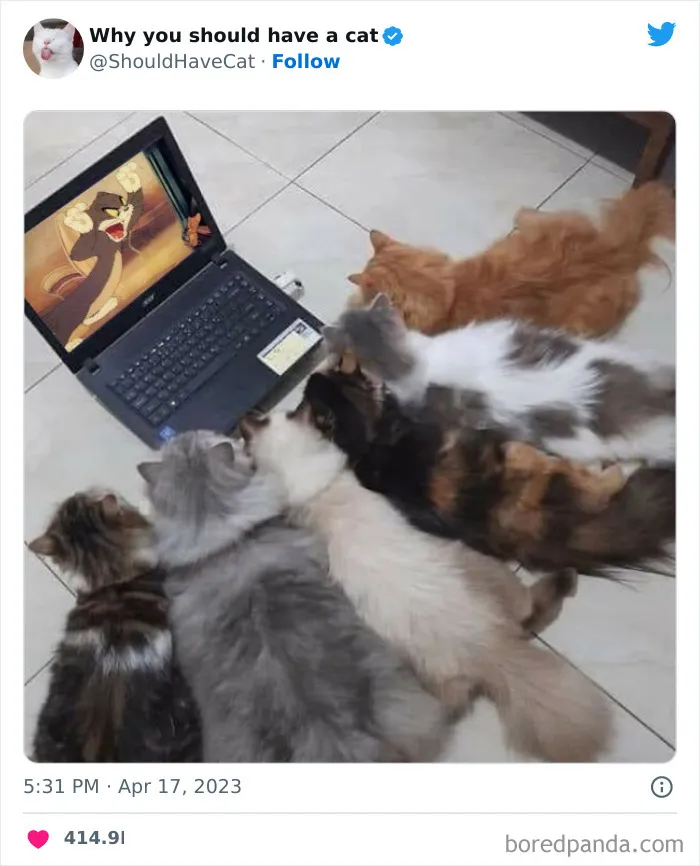 Esta cuenta de Twitter publicó 50 imágenes graciosas y adorables que nos muestran por qué deberíamos adoptar un gato