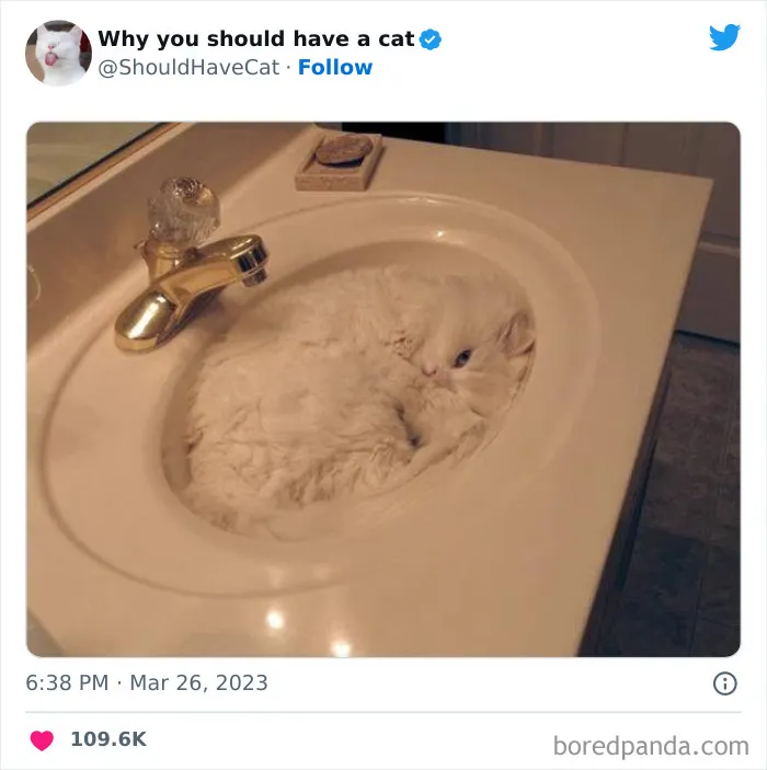 Esta cuenta de Twitter publicó 50 imágenes graciosas y adorables que nos muestran por qué deberíamos adoptar un gato