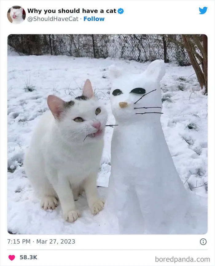 This Twitter Account Shares "Reasons" Why You Should Have A Cat, And Here Are 50 Of The Top Ones