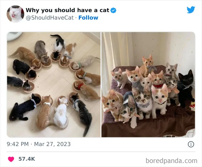Esta cuenta de Twitter publicó 50 imágenes graciosas y adorables que nos muestran por qué deberíamos adoptar un gato