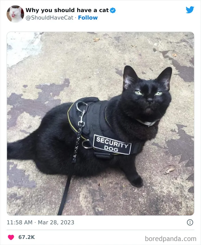 This Twitter Account Shares "Reasons" Why You Should Have A Cat, And Here Are 50 Of The Top Ones
