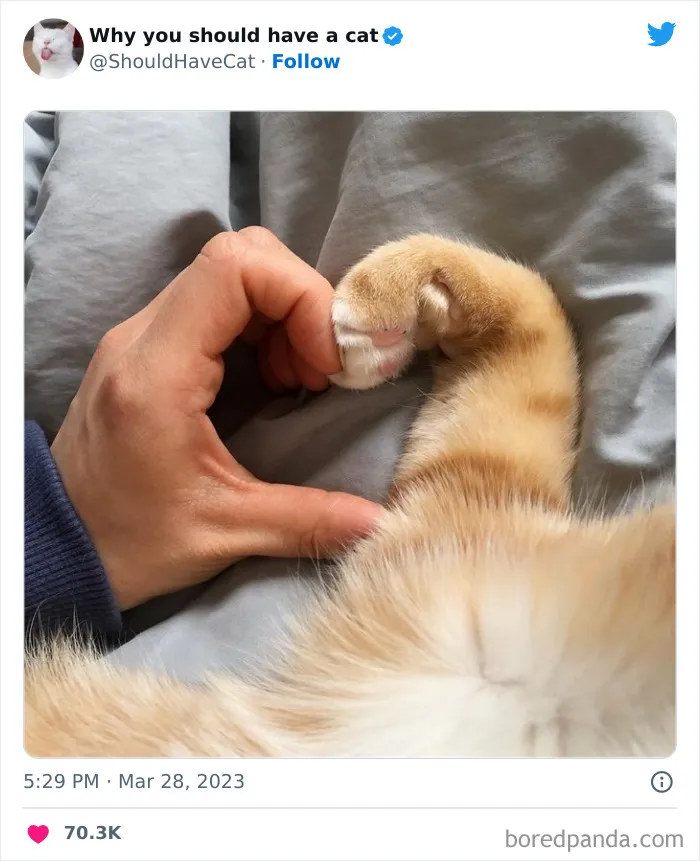 Esta cuenta de Twitter publicó 50 imágenes graciosas y adorables que nos muestran por qué deberíamos adoptar un gato