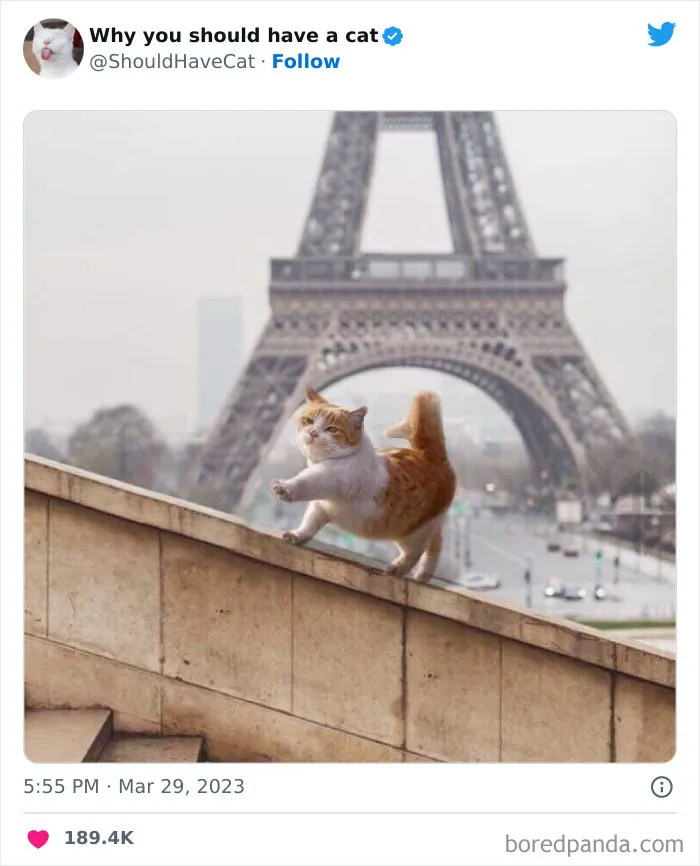 Esta cuenta de Twitter publicó 50 imágenes graciosas y adorables que nos muestran por qué deberíamos adoptar un gato