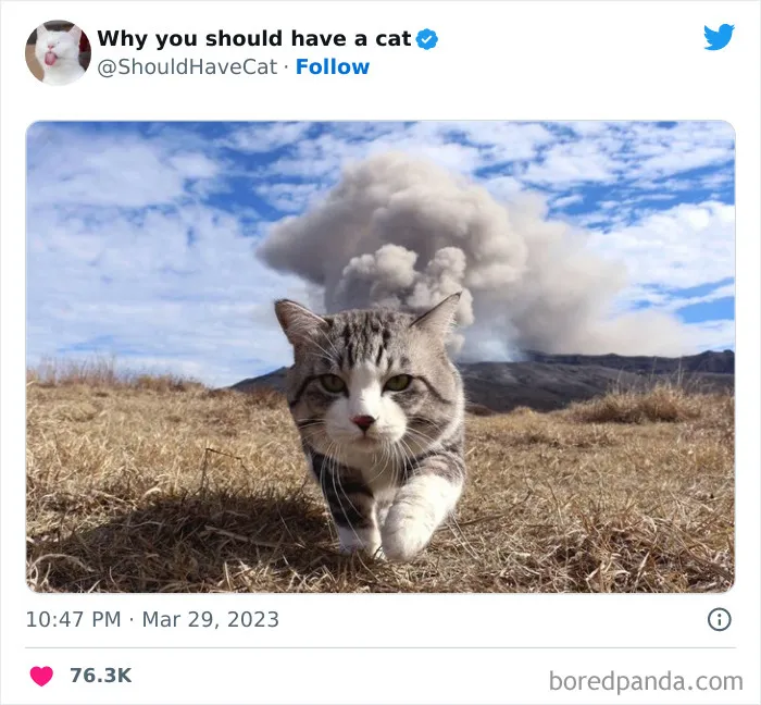 Reasons-Why-You-Should-Have-A-Cat