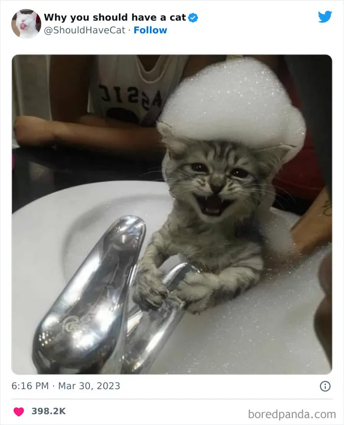 Esta cuenta de Twitter publicó 50 imágenes graciosas y adorables que nos muestran por qué deberíamos adoptar un gato