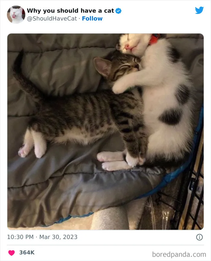 Esta cuenta de Twitter publicó 50 imágenes graciosas y adorables que nos muestran por qué deberíamos adoptar un gato