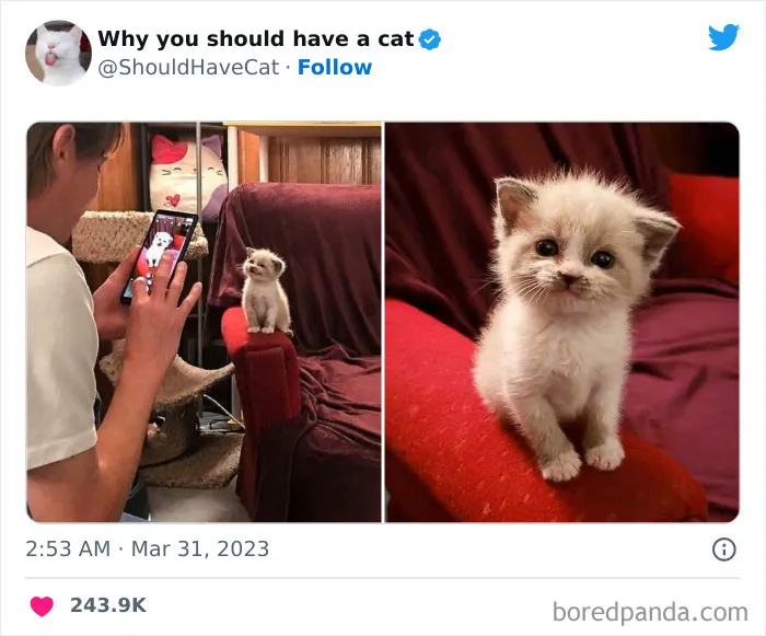 This Twitter Account Shares "Reasons" Why You Should Have A Cat, And Here Are 50 Of The Top Ones