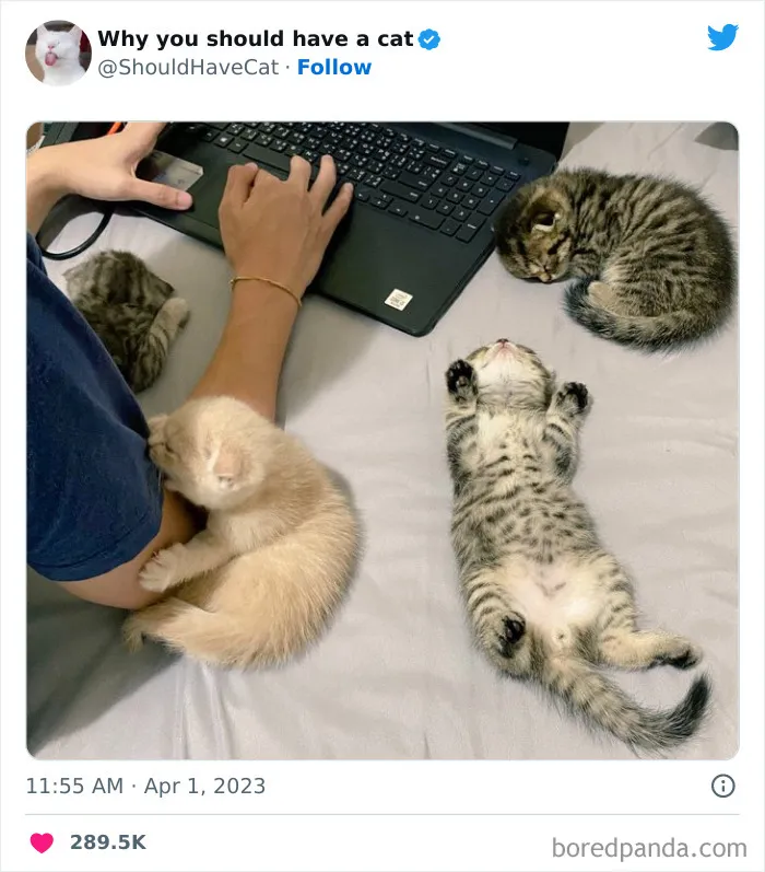 Esta cuenta de Twitter publicó 50 imágenes graciosas y adorables que nos muestran por qué deberíamos adoptar un gato