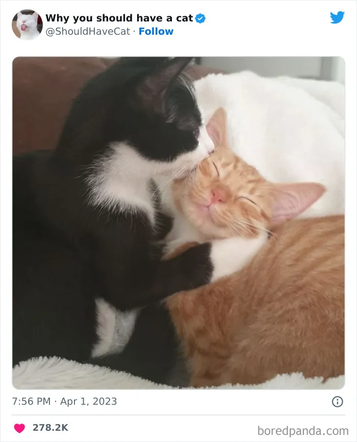 Esta cuenta de Twitter publicó 50 imágenes graciosas y adorables que nos muestran por qué deberíamos adoptar un gato