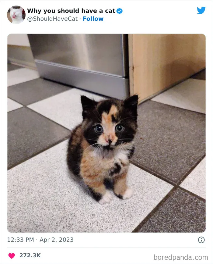Esta cuenta de Twitter publicó 50 imágenes graciosas y adorables que nos muestran por qué deberíamos adoptar un gato