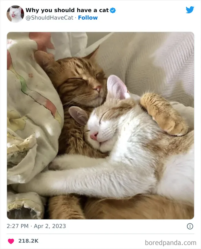Esta cuenta de Twitter publicó 50 imágenes graciosas y adorables que nos muestran por qué deberíamos adoptar un gato