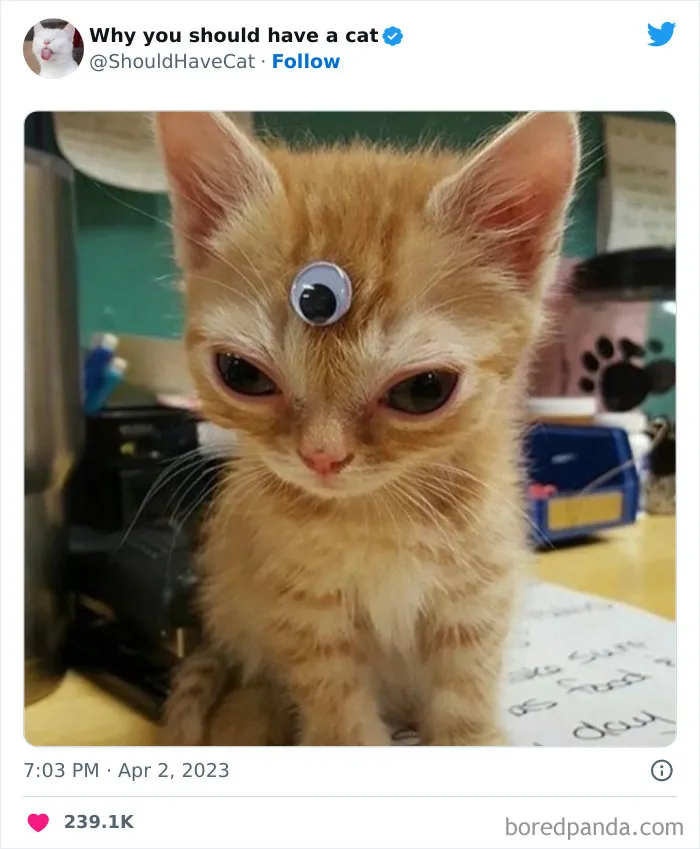 Esta cuenta de Twitter publicó 50 imágenes graciosas y adorables que nos muestran por qué deberíamos adoptar un gato