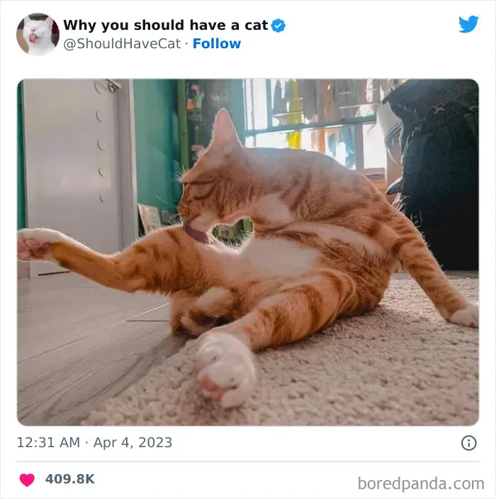 Esta cuenta de Twitter publicó 50 imágenes graciosas y adorables que nos muestran por qué deberíamos adoptar un gato
