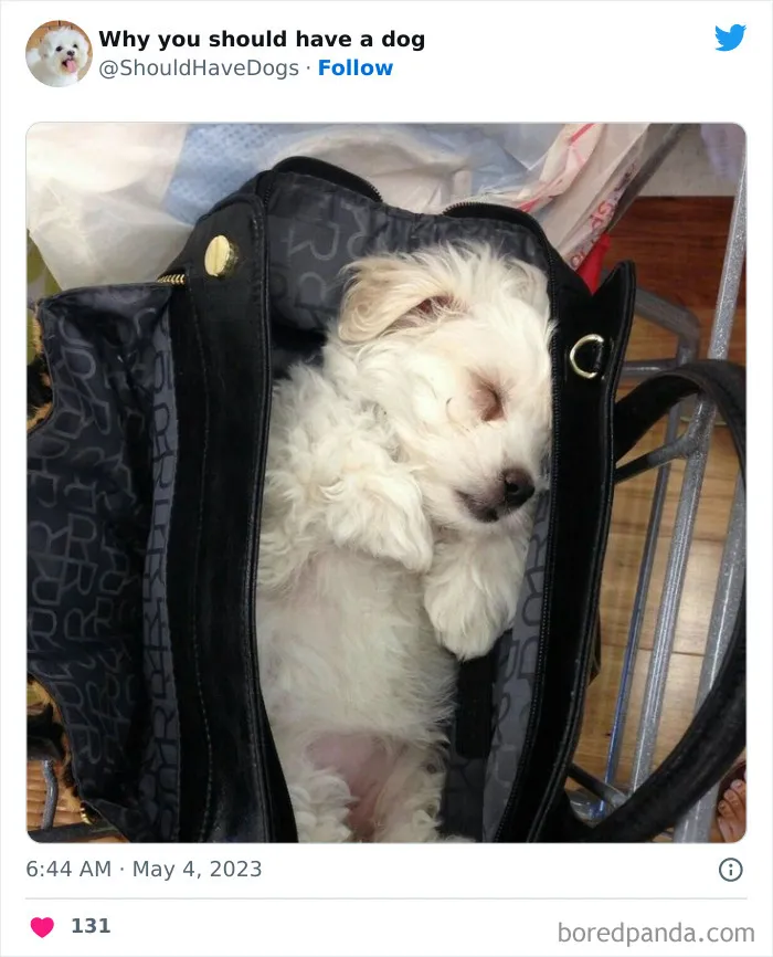 This Twitter Account Shares Pictures That Show Your Life Is Never Boring When You Have A Dog (50 Pics)