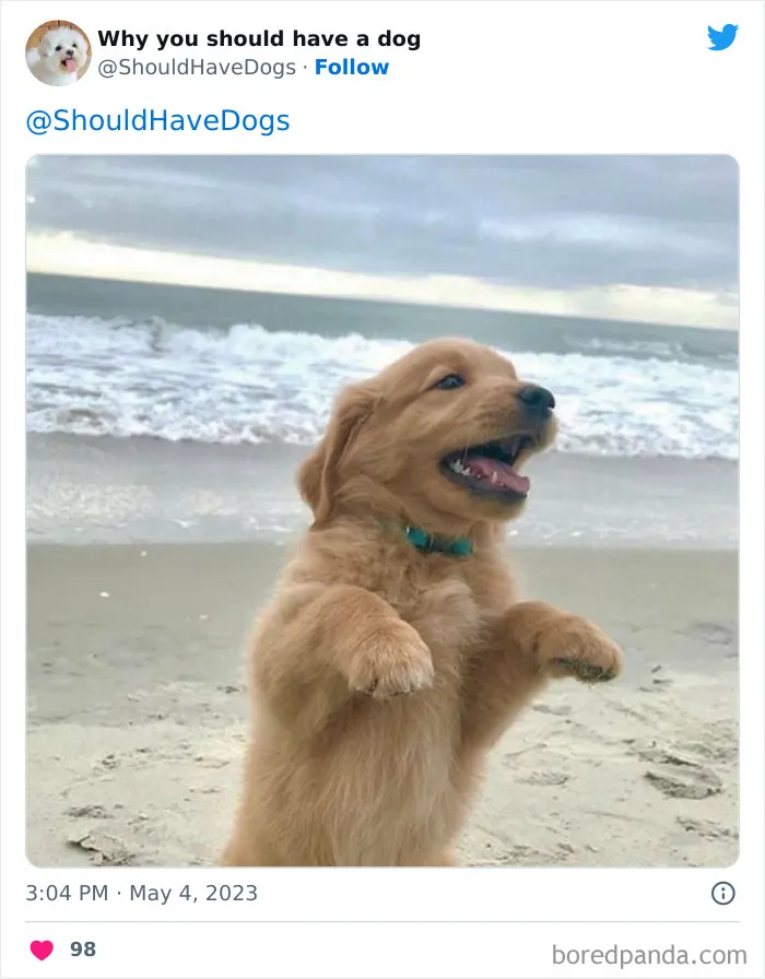 This Twitter Account Shares Pictures That Show Your Life Is Never Boring When You Have A Dog (50 Pics)