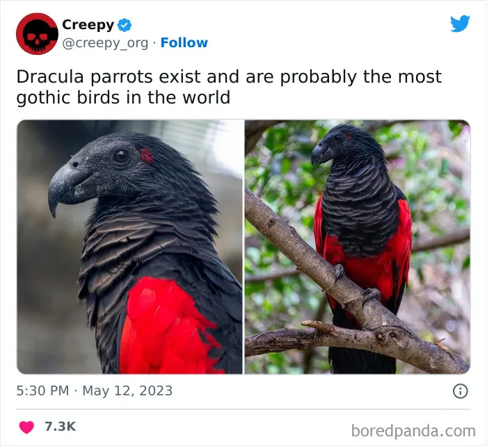 This Twitter Account Is About All Things Creepy, And Here Are 40 Of Their Most Chilling Posts