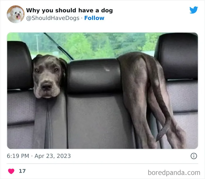 This Twitter Account Shares Pictures That Show Your Life Is Never Boring When You Have A Dog (50 Pics)