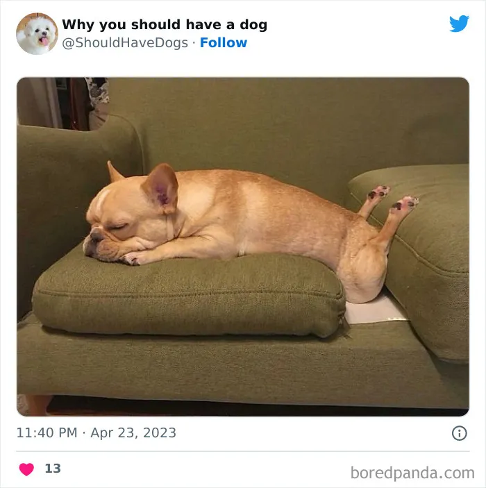 This Twitter Account Shares Pictures That Show Your Life Is Never Boring When You Have A Dog (50 Pics)